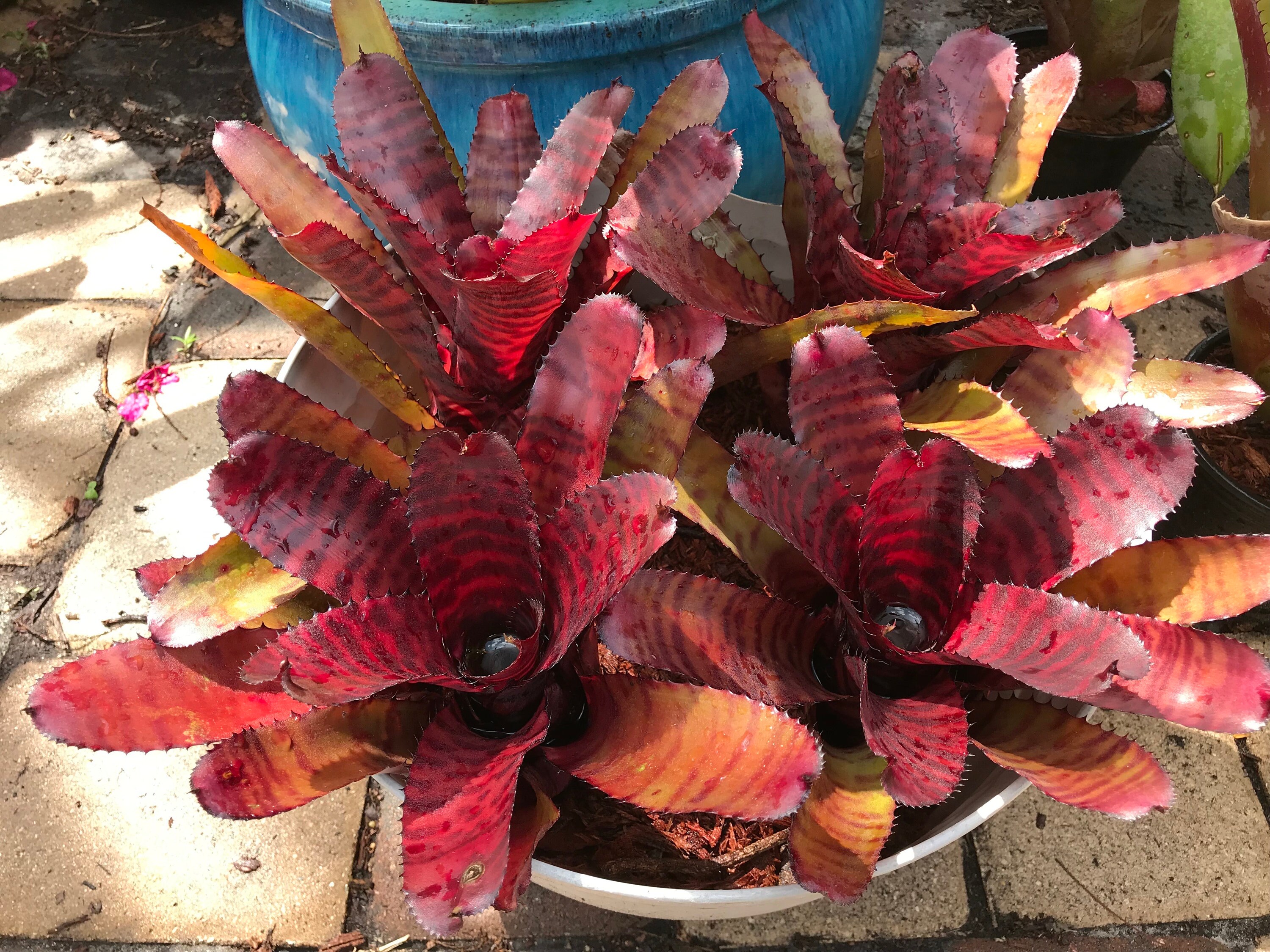 Bromeliad Neoregelia Red Tiger AKA 'grove's Red Tiger' Small Bromeliad Neoregelia Red Tiger AKA 'grove's Red Tiger' Small