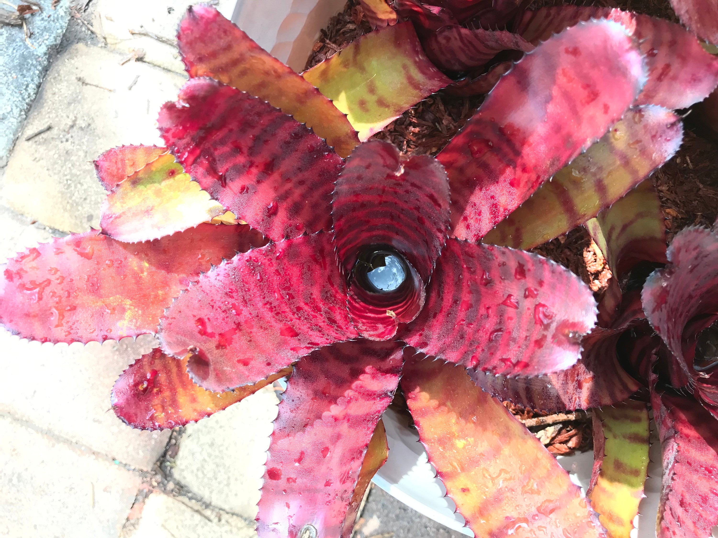 Neoregelia 'grove's Red Tiger' Pup — Glossy Red Banded Hybrid by