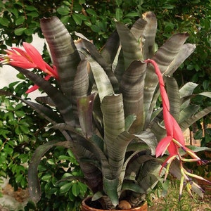 Bromeliad Billbergia ‘VITTATA’  awesome pups