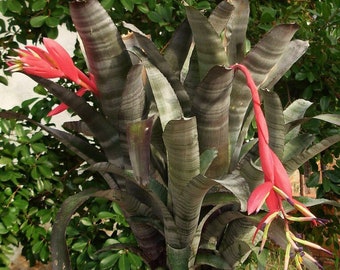 Billbergia ‘Vittata’ Bromeliad – Silver Banded, red and white Bloom, Large Pup