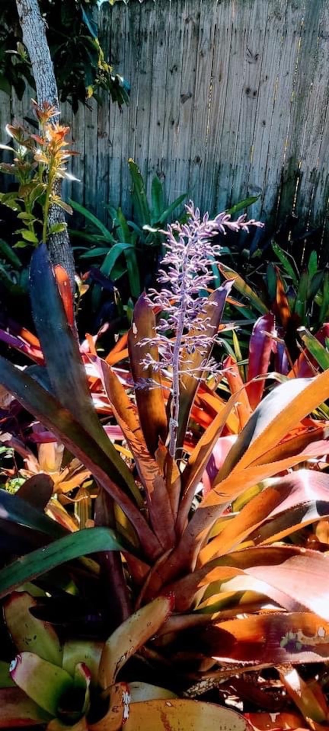 Bromeliad Aechmea Lueddemanniana Var Rubra Small PUP Etsy