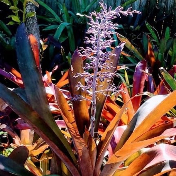 Bromeliad Aechmea Lueddemanniana var Rubra PUP