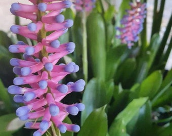 Matchstick Bromeliad Pup — Rooted Aechmea Gamosepala, Easy Tropical, Winter Bloomer, Ships Bare Root