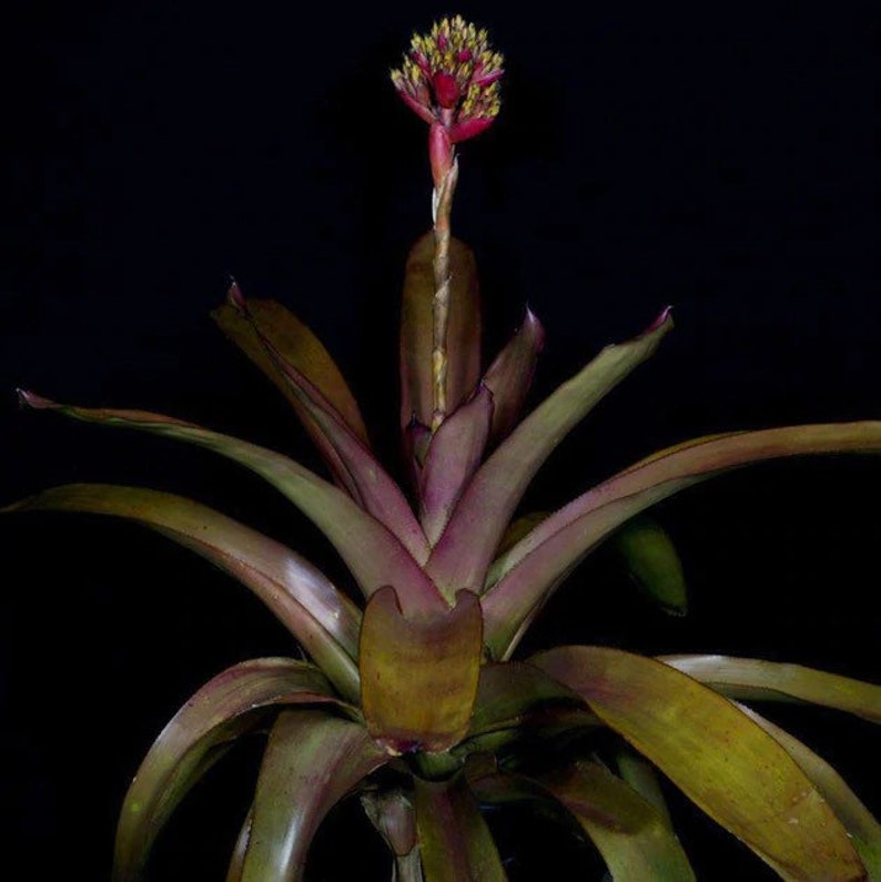 Bromeliad Aechmea Cephaloides small pup image 3