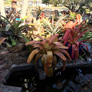 Bromeliad Aechmea Cephaloides small pup image 8