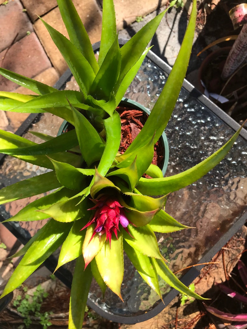 Bromeliad Aechmea Recurvata V. Recurvata image 3