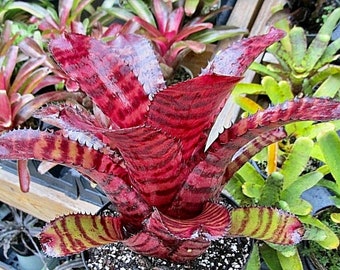 Neoregelia 'grove's Red Tiger' Pup — Glossy Red Banded Hybrid by