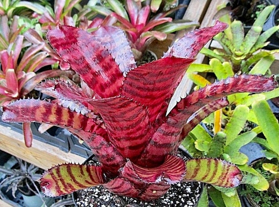 Bromeliad Neoregelia Red Tiger AKA 'grove's Red Tiger' Small Bromeliad Neoregelia Red Tiger AKA 'grove's Red Tiger' Small