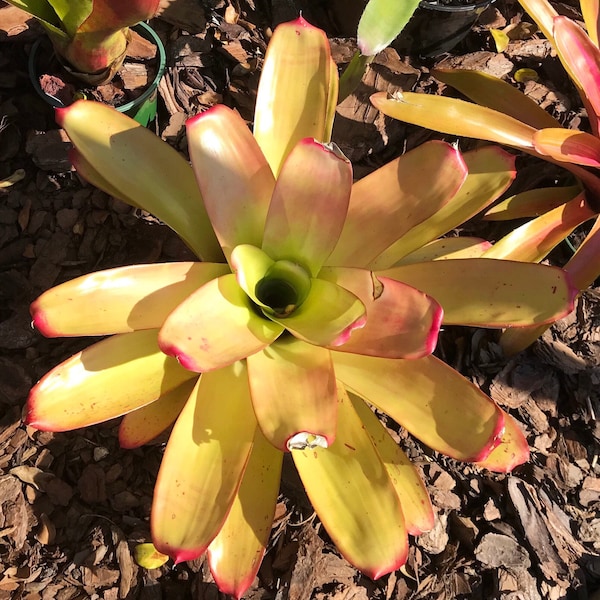 Bromeliad Neoregelia Yellow Devil small pup, Full Sun