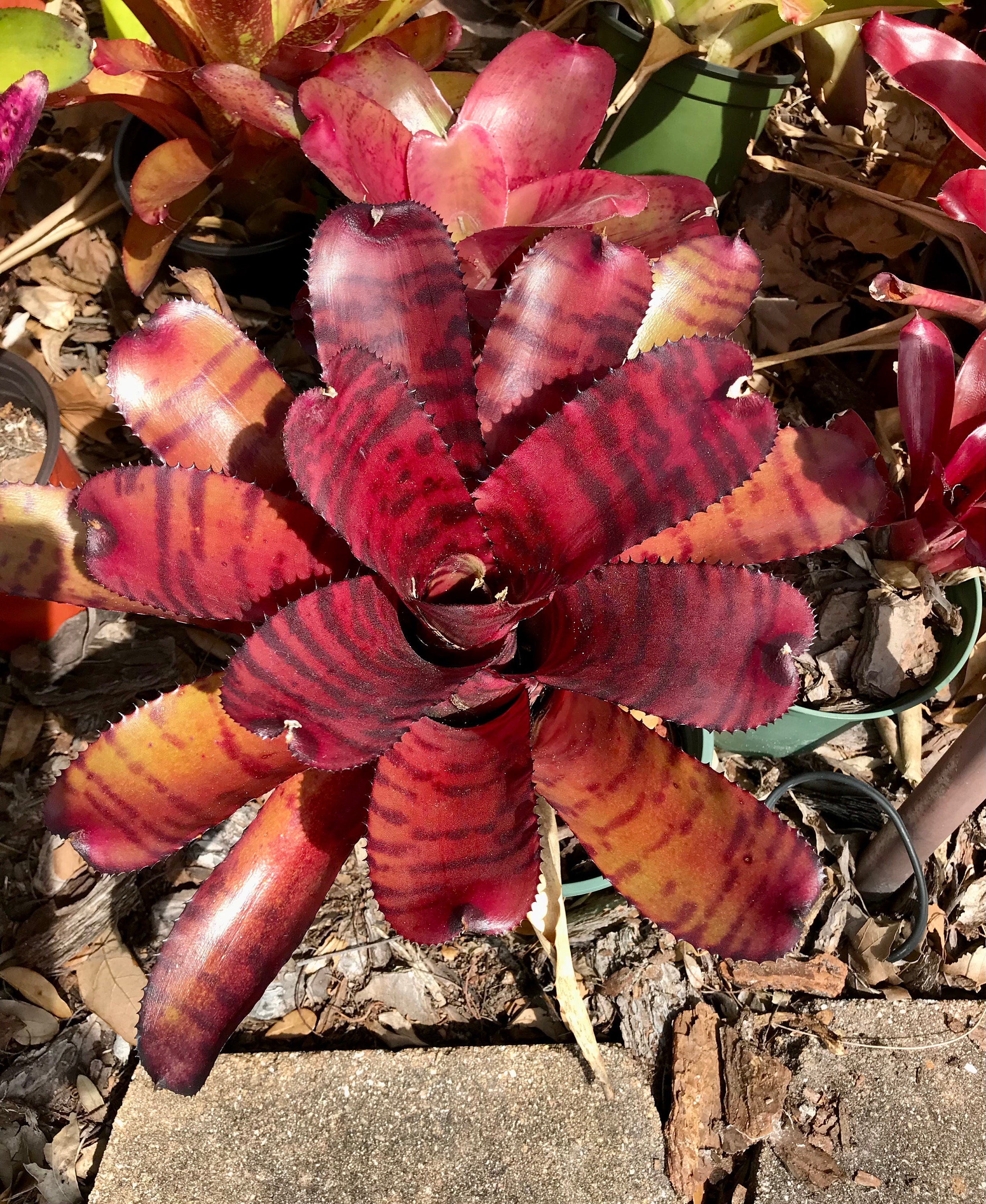 Bromeliad Neoregelia Red Tiger AKA 'grove's Red Tiger' Small Bromeliad Neoregelia Red Tiger AKA 'grove's Red Tiger' Small