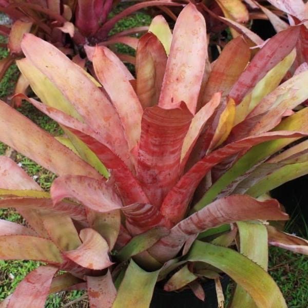 Bromeliad Aechmea  ‘Yamamoto's Flamingo’