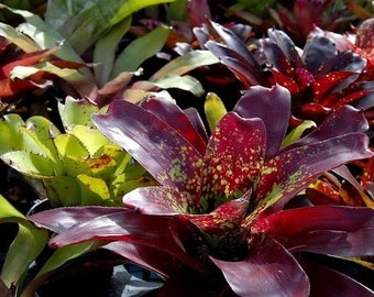 Bromeliad Neoregelia Bobby Dazzler