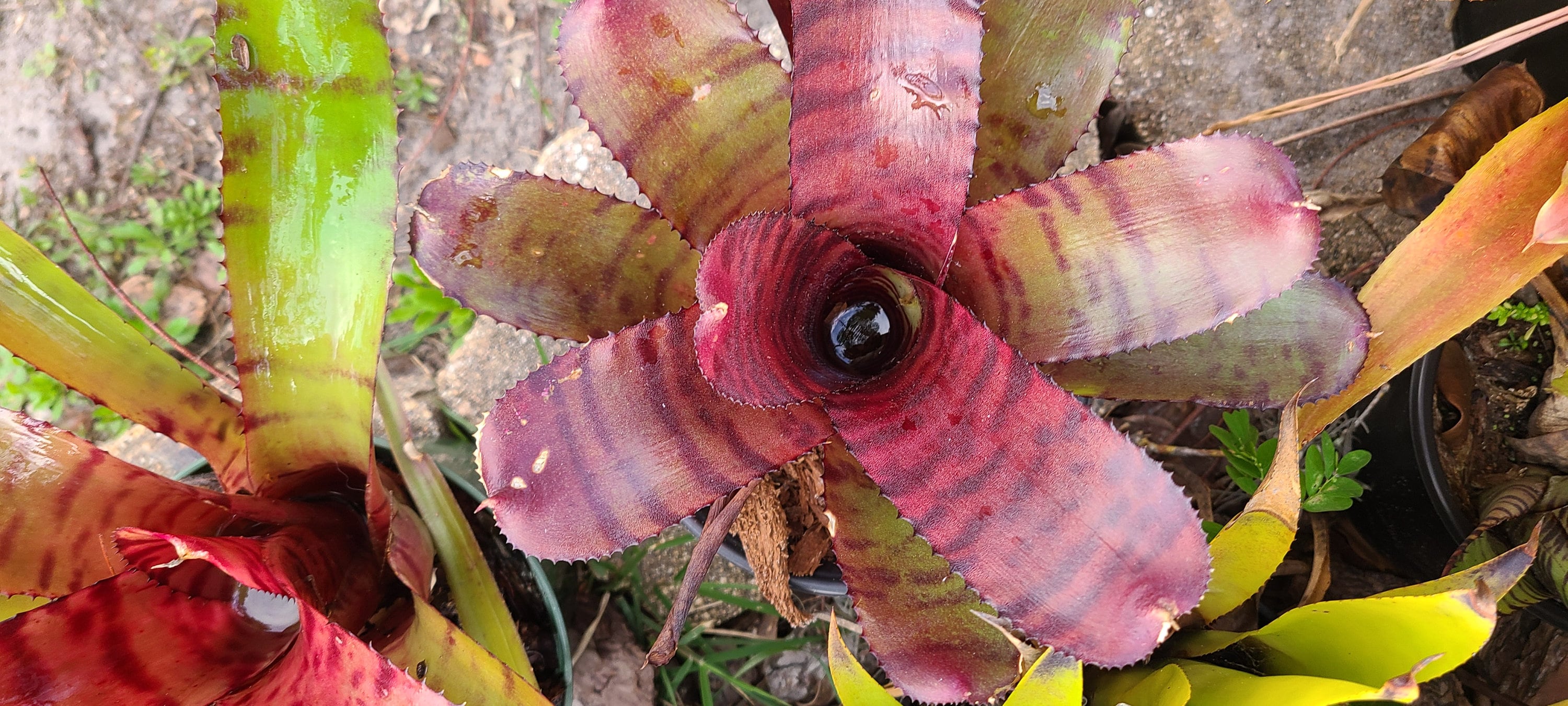 Neoregelia 'grove's Red Tiger' Pup — Glossy Red Banded Hybrid by