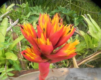 Aechmea Cephaloides small Pup – Rare Pernambuco Bromeliad, Pink Orange Foliage, Red Bracts
