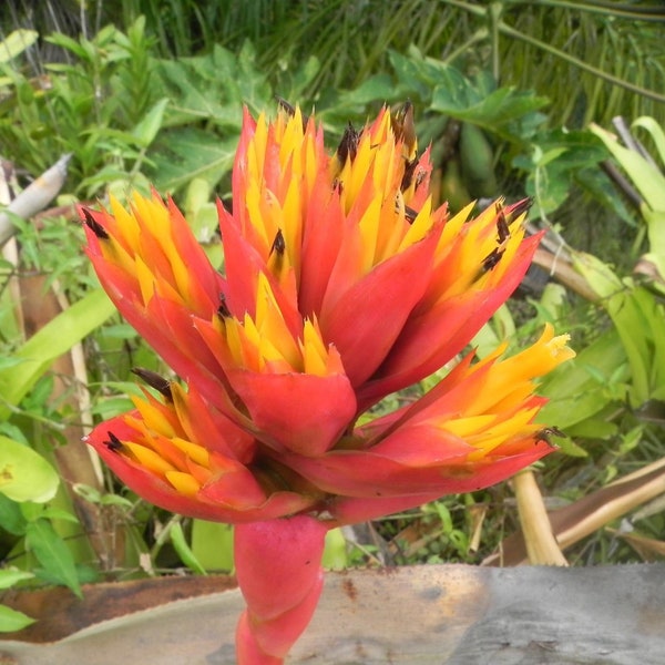 Bromeliad Aechmea Cephaloides small pup