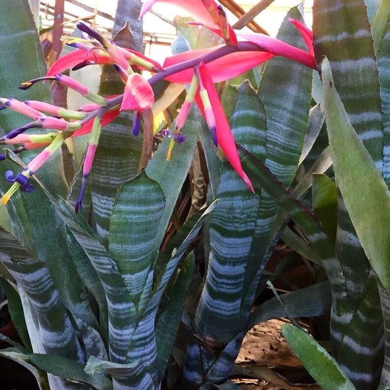 Bromeliad Billbergia VITTATA pup image 4