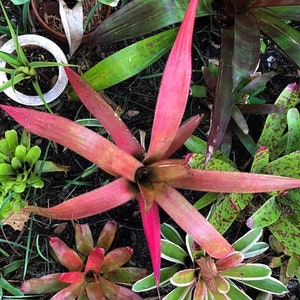 Bromeliad rare Aechmea Streptocalycoides
