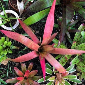 Bromeliad rare Aechmea Streptocalycoides image 1