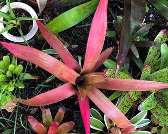 Bromeliad rare Aechmea Streptocalycoides