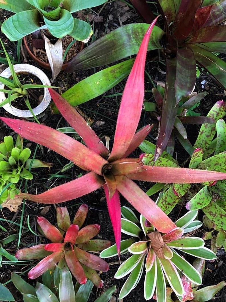 Bromeliad rare Aechmea Streptocalycoides image 1