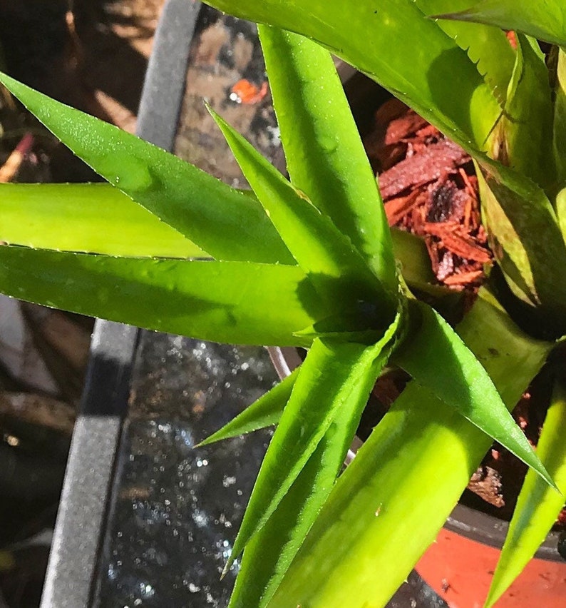 Bromeliad Aechmea Recurvata V. Recurvata image 5