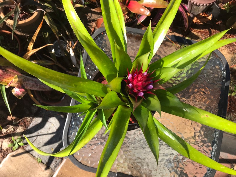 Bromeliad Aechmea Recurvata V. Recurvata image 2