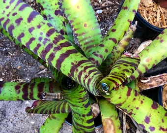 Neoregelia ‘Hannibal Lecter’ small Pup — Chester Skotak Hybrid, Dark Banded Olive & Maroon, Collector’s Rarity