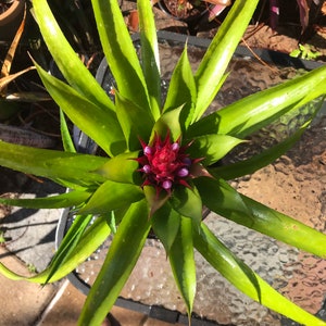 Bromeliad Aechmea Recurvata V. Recurvata image 1