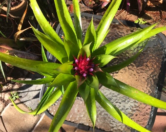 Bromeliad Aechmea Recurvata V. Recurvata