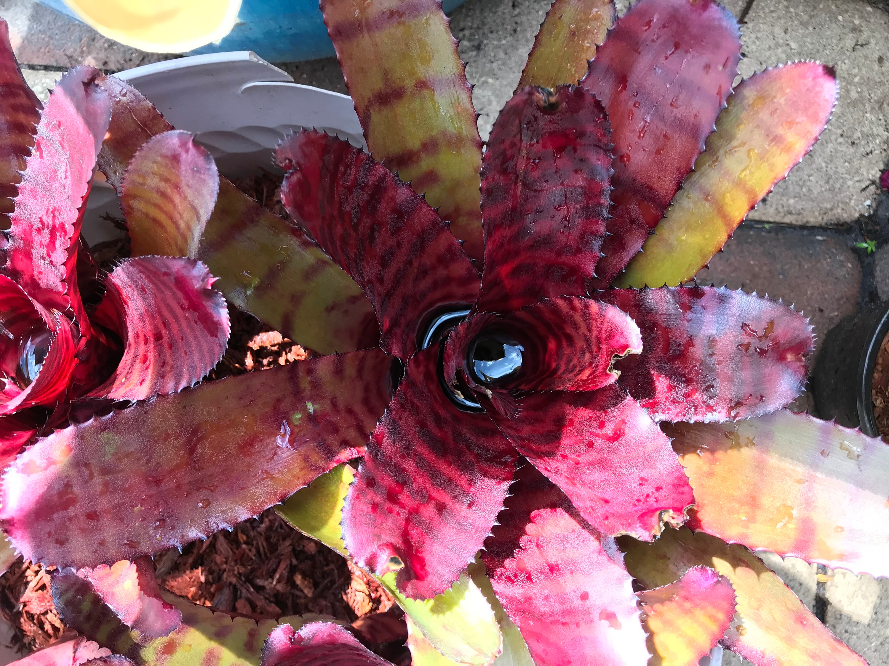 Neoregelia 'grove's Red Tiger' Pup — Glossy Red Banded Hybrid by