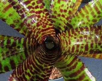 Bromeliad Neoregelia ‘Hannibal Lecter’