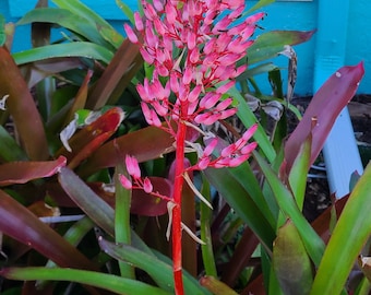 Portea ‘Jungles’ small Pup — Coral Pink Purple Bloom Late Winter to Summer, Green to Burgundy Foliage