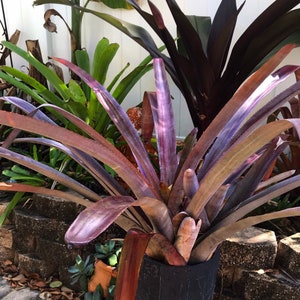 Bromeliad Aechmea Muldfordii Bronze small pups