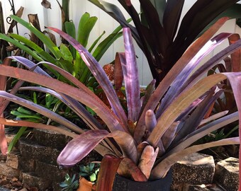 Bromeliad Aechmea Muldfordii Bronze pups