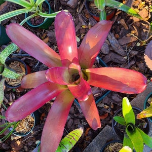 Bromeliad Aechmea Cephaloides small pup image 2