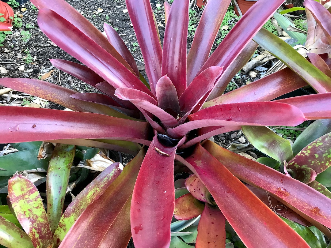 ブロメリア・エアープランツ Neoregelia Cruenta Sun King Neoregelia Cruenta Sun King - メルカリ