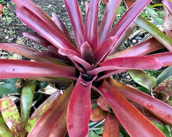 Bromeliad Neoregelia Sun Devil, cruenta hybrid, full sun