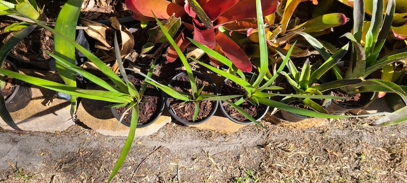 Bromeliad rare Aechmea Streptocalycoides image 7