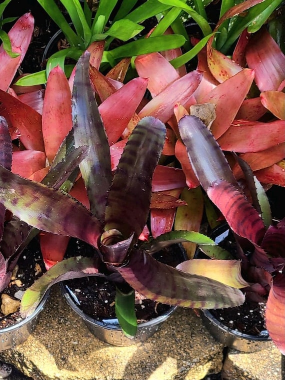 Neoregelia 'grove's Red Tiger' Pup — Glossy Red Banded Hybrid by