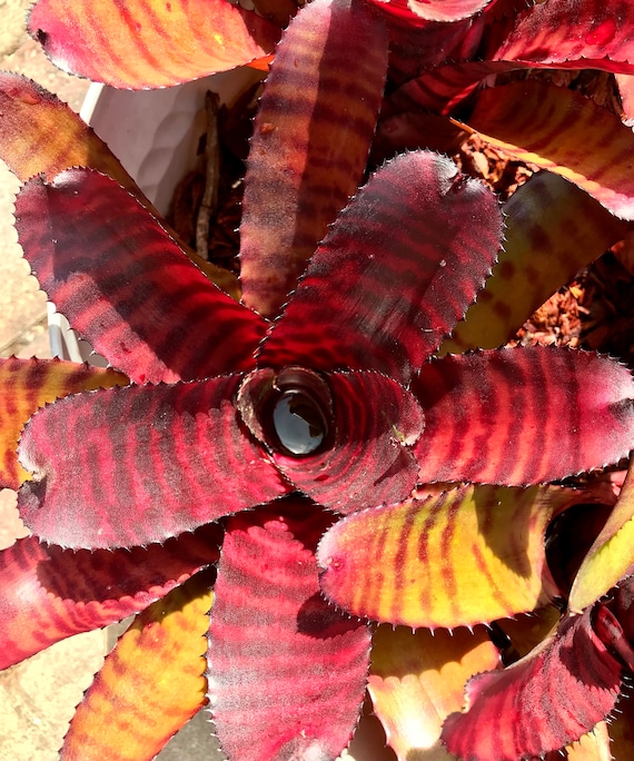 Neoregelia 'grove's Red Tiger' Pup — Glossy Red Banded Hybrid by