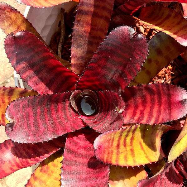 Bromeliad Neoregelia ‘Grove's Red Tiger'