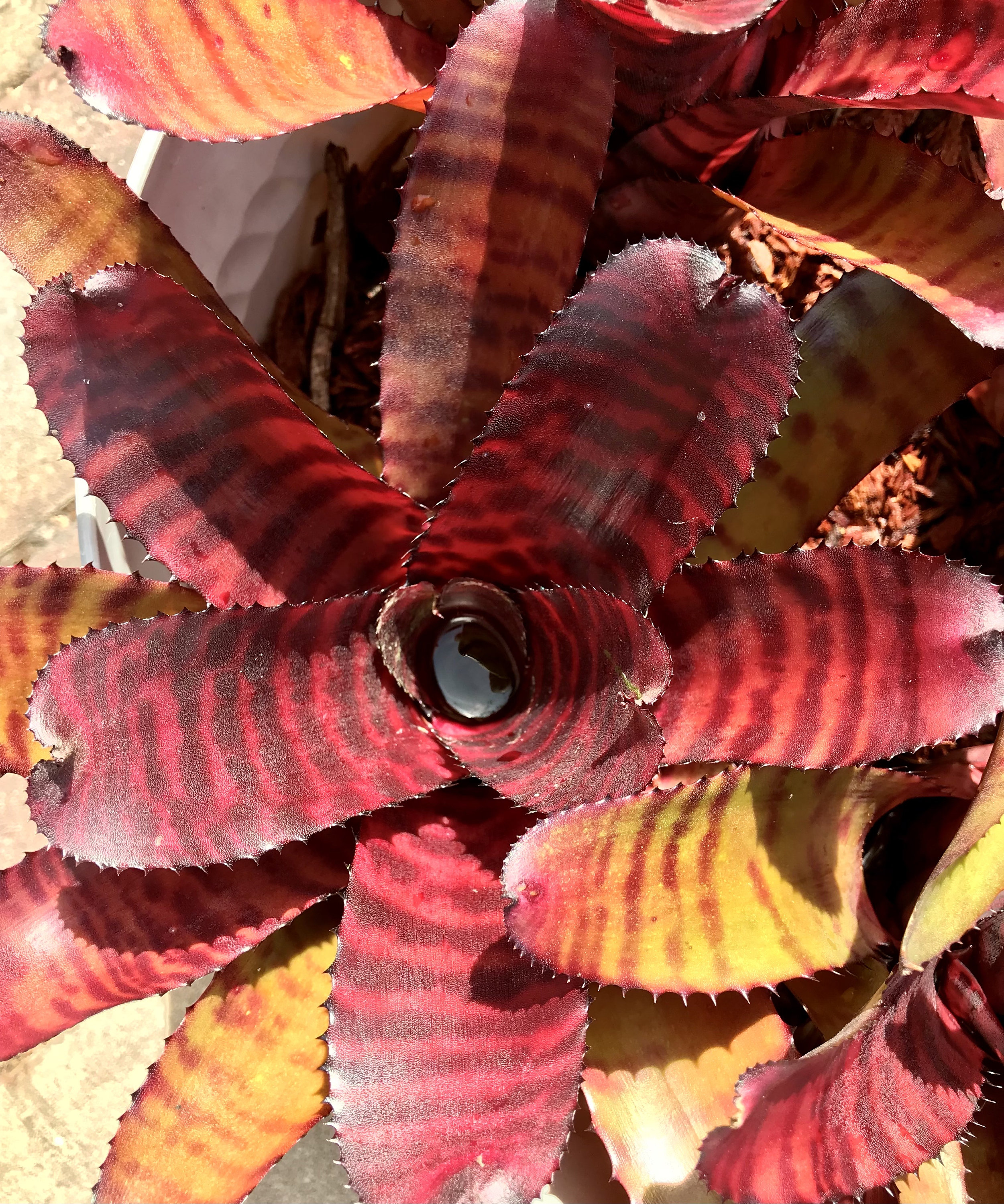 Neoregelia 'Groves Red Tiger' – Tropiflora