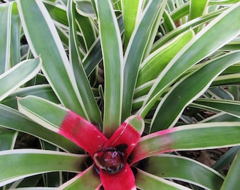 Bromeliad Neoregelia Sheba - Etsy