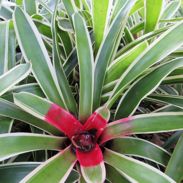 Bromeliad Neoregelia Sheba