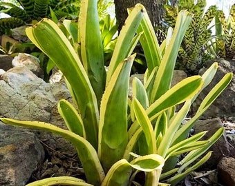 Aechmea Nudicaulis ‘Flavomarginata’ Pup — Creamy White Margins, Striking Variegated Bromeliad, Landscape or Mounted