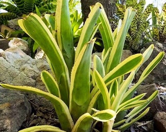 Bromeliad Aechmea Nudicaulis ‘Flavomarginata’ awesome large pups