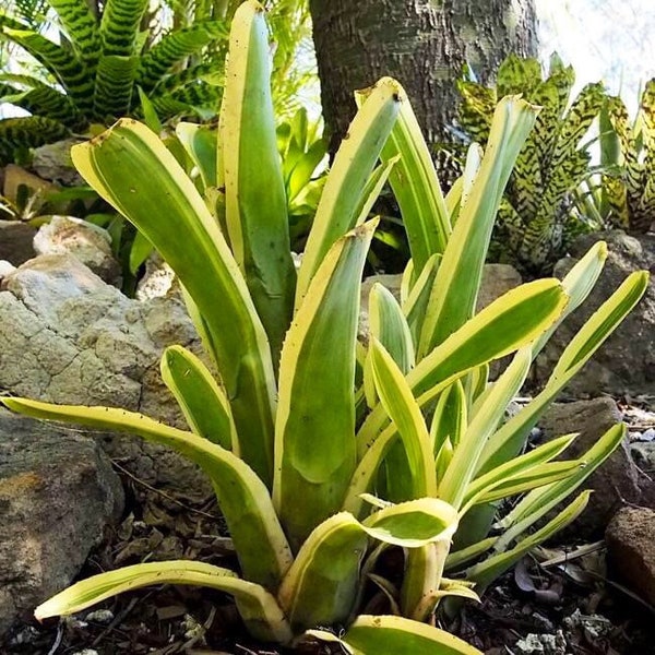 Bromeliad Aechmea Nudicaulis ‘Flavomarginata’ awesome large pups