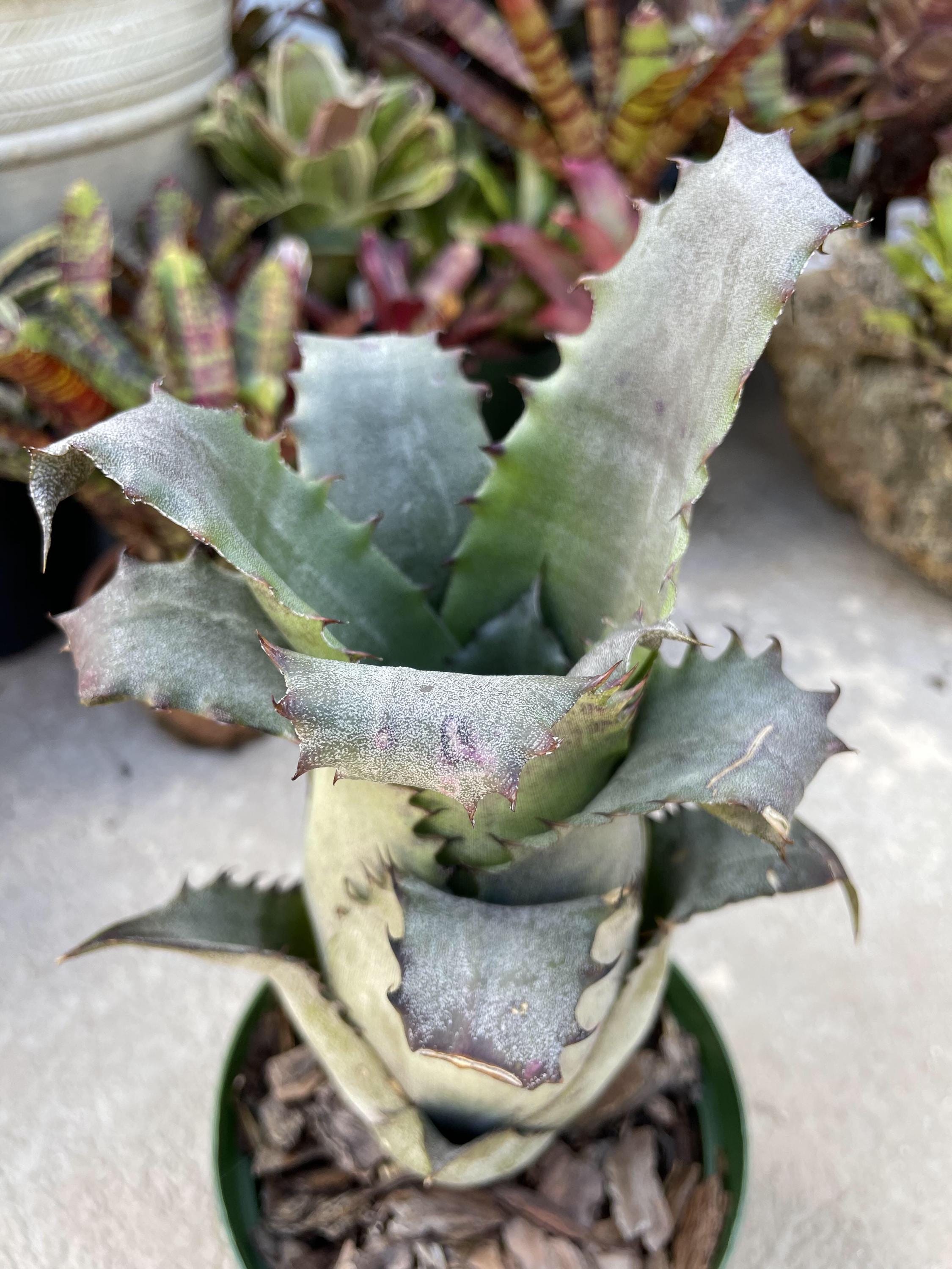 Hohenbergia edmundoi'Extra large' ホヘンベルギア エドムンドイ