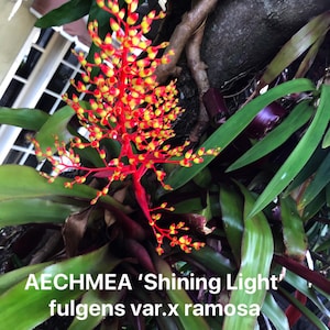 Bromeliad Aechmea Shinning light (Fulgens x Ramosa)small pup