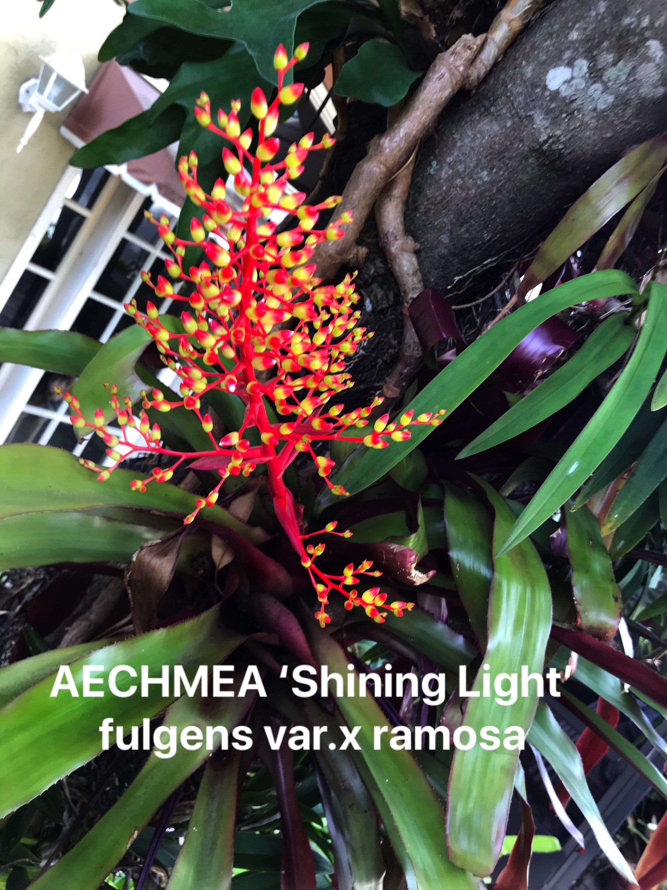 Bromeliad Aechmea Shinning Light (fulgens X Ramosa)small Pup